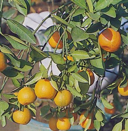 Fotky: Pomeran�ovn�k (foto, obrazky)