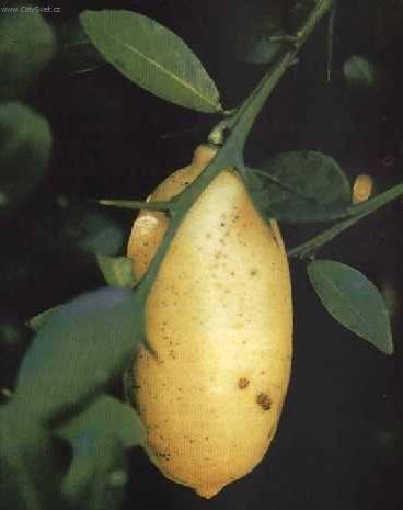 Fotky: Pomeran�ovn�k (foto, obrazky)