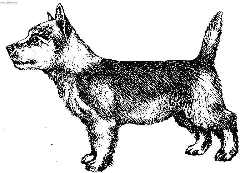 Foto: Portugalsk� podengo-Mal� Portugalsk� podengo