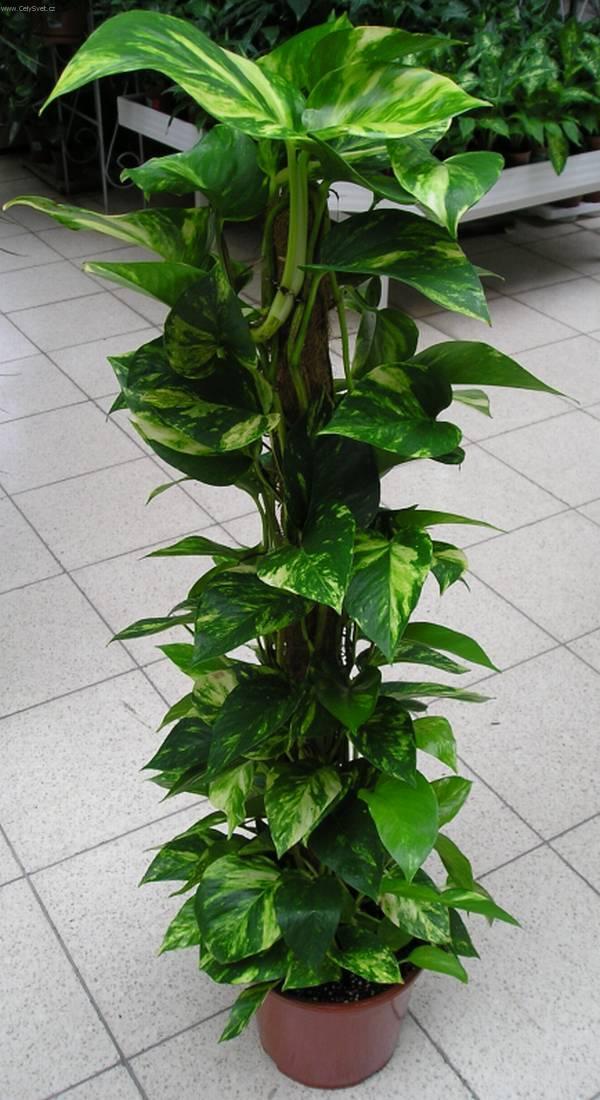 Foto: Potos-Z vlastn� sb�rky