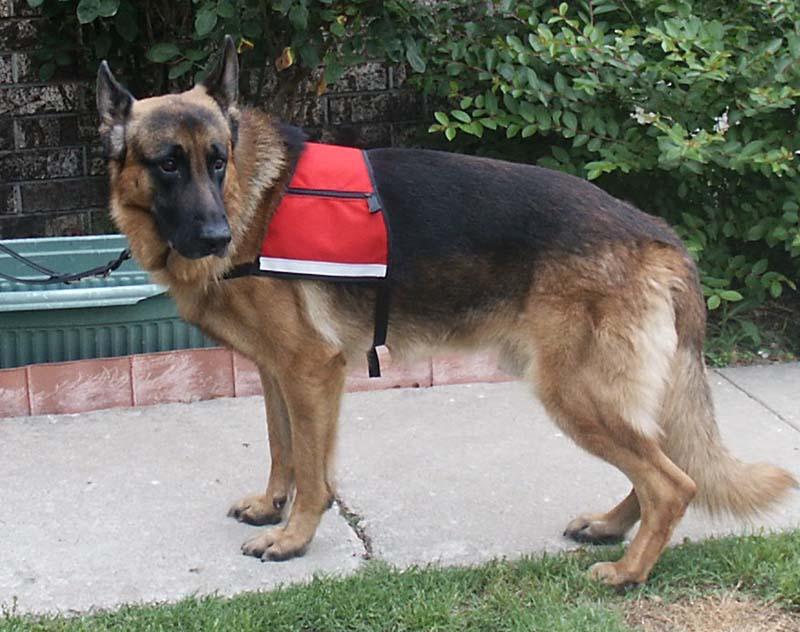 Fotky: Pracovn� psi (foto, obrazky)