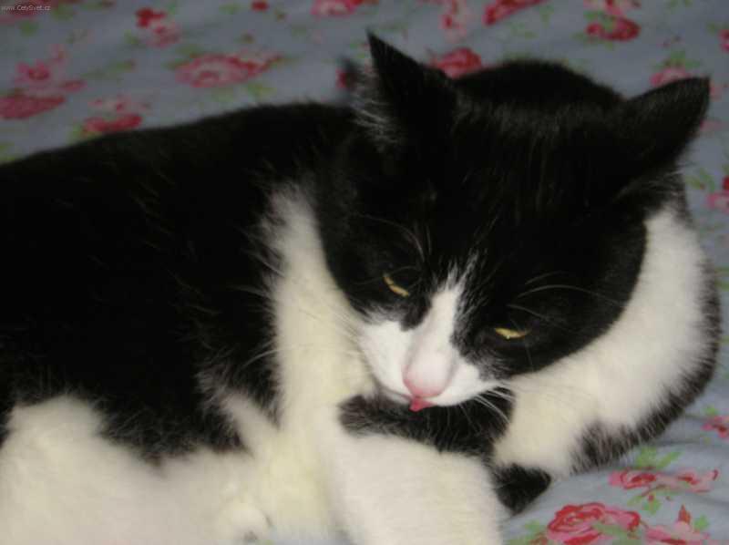 Foto: Pravidla udr�ov�n� ko�ek-Kocour: Alf