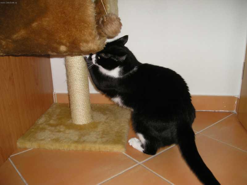 Foto: Pravidla udr�ov�n� ko�ek-Kocour: Alf