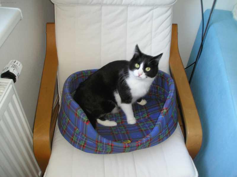 Foto: Pravidla udr�ov�n� ko�ek-Kocour: Alf