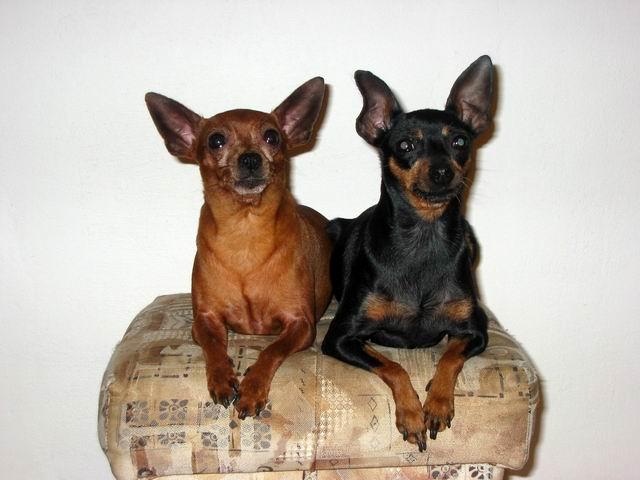 Fotky: Pra�sk� krysa��k (foto, obrazky)