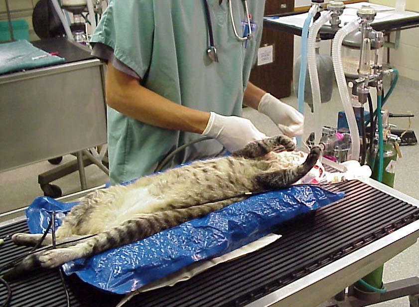 Foto: P�edopera�n� vy�et�en� - ko�ky