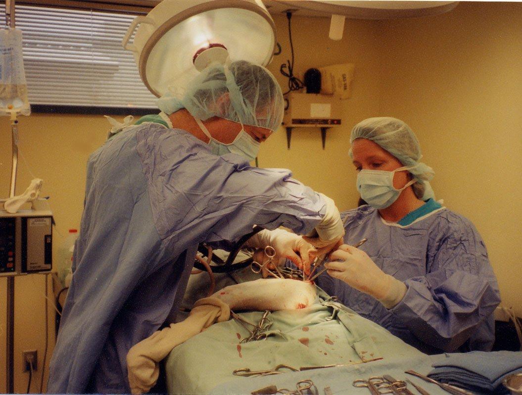 Fotky: P�edopera�n� vy�et�en� - pes (foto, obrazky)