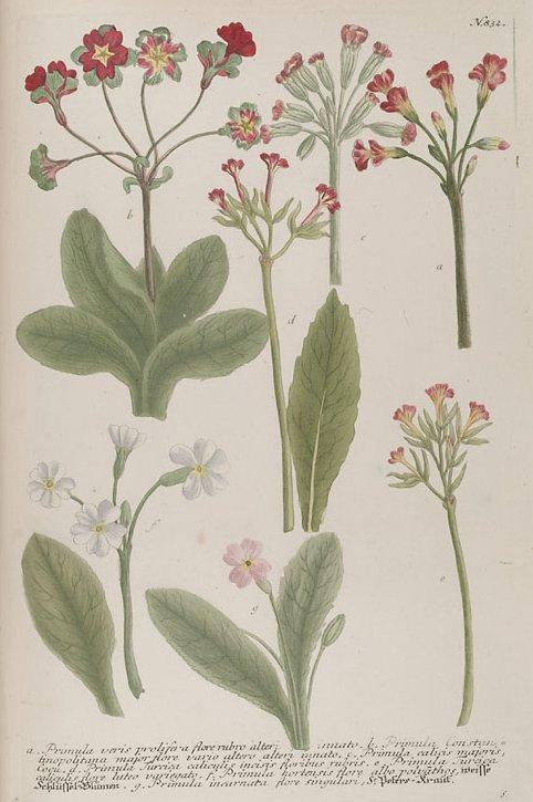 Foto: Prvosenka Jarn�