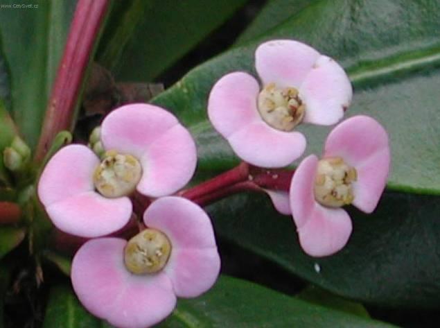 Foto: Pry�ec z��iv�, �Kristova koruna�