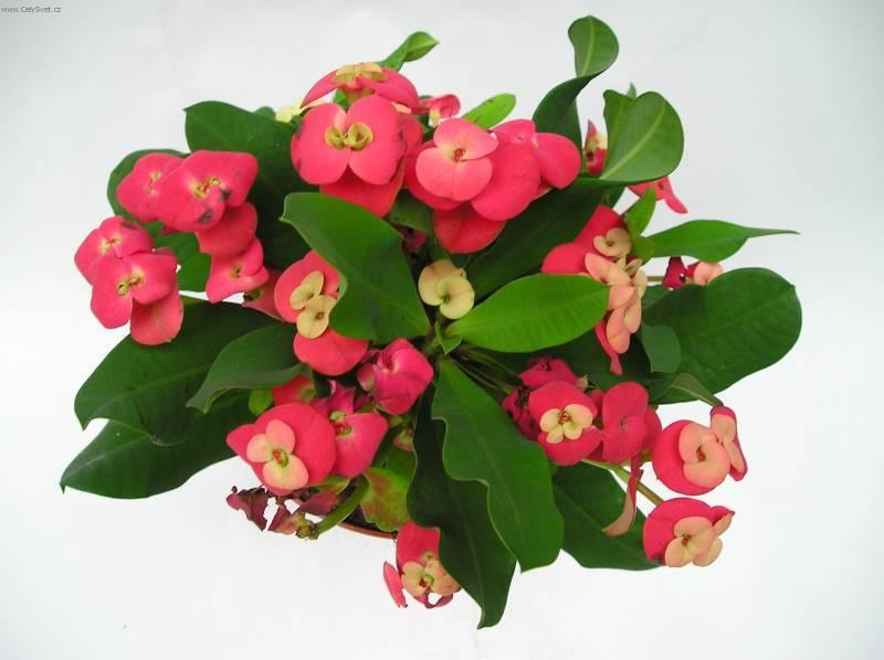 Foto: Pry�ec z��iv�, �Kristova koruna�-Z vlastn� sb�rky