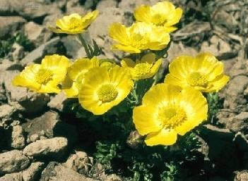 Fotky: Prysky�n�k (foto, obrazky)