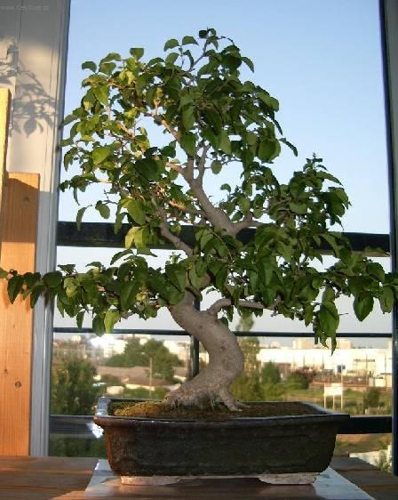 Foto: Pta�� zob, st�lezelen� ke�