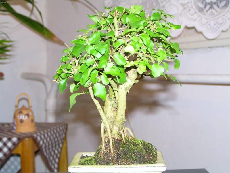 Foto: Pta�� zob, st�lezelen� ke�-Pestitel: Pigi