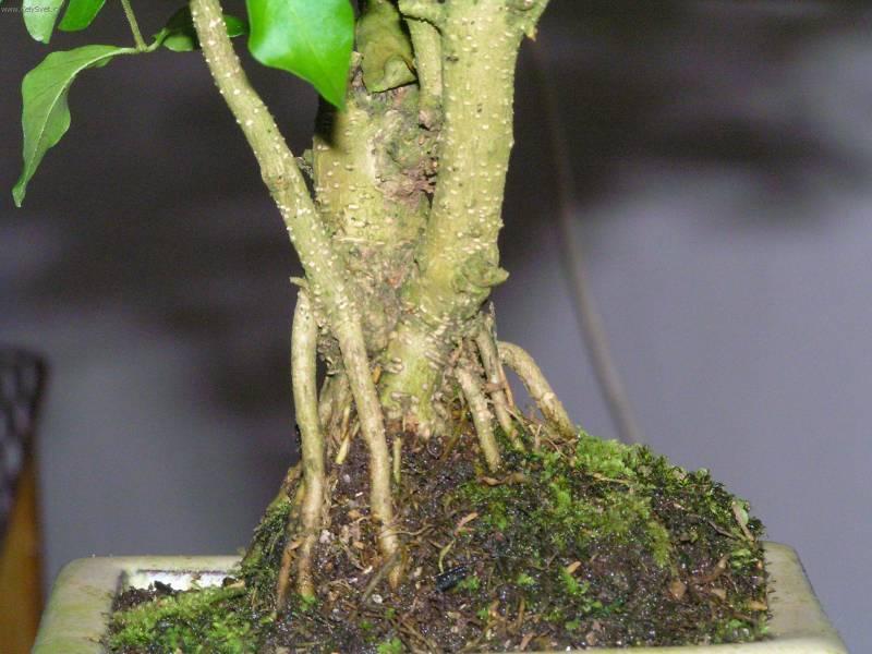 Foto: Pta�� zob, st�lezelen� ke�-Pestitel: Pigi