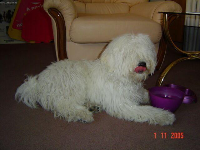 Foto: Puli-Fotka Puli b�l� (Feh�r). Majitelka: Veronika