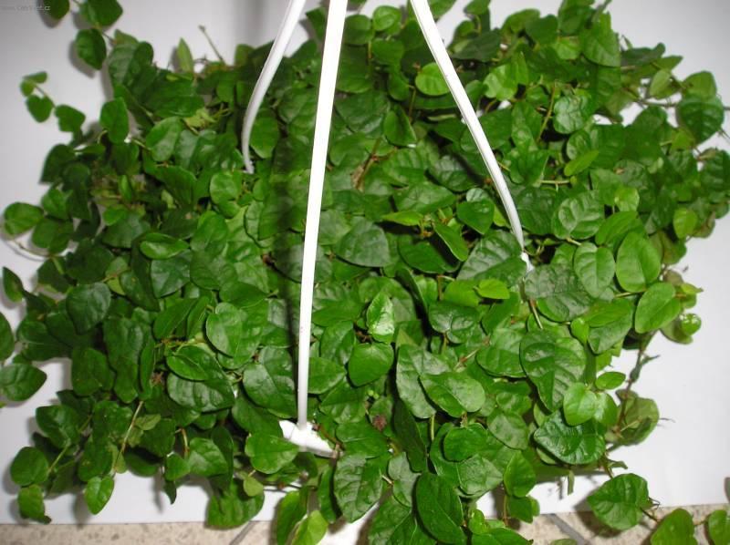 Foto: Fikus drobou�k�-Z vlastn� sb�rky