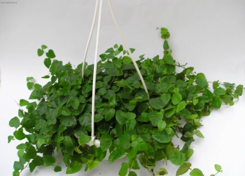 Foto: Fikus drobou�k�-Z vlastn� sb�rky