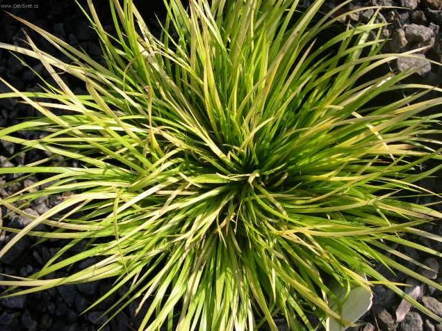 Fotky: Pu�kvorec (foto, obrazky)