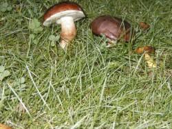 Fotky: Puzzle online: Ostatn� 3 (foto, obrazky)