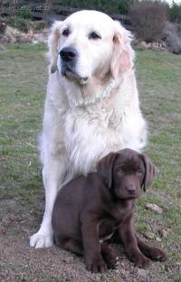 Foto: Rady chovatel�m ps�