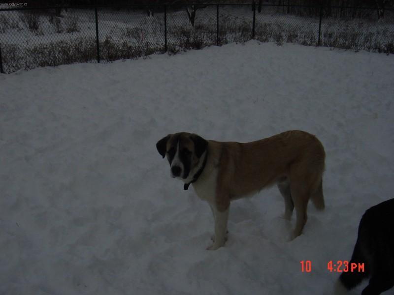 Foto: Rafeiro do Alentejo-Majitel: J.E.Henisz (ghenisz@sbcglobal.net)