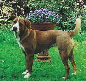 Foto: Rakousk� kr�tkosrst� pin�