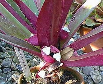 Foto: Reo mnohobarv�