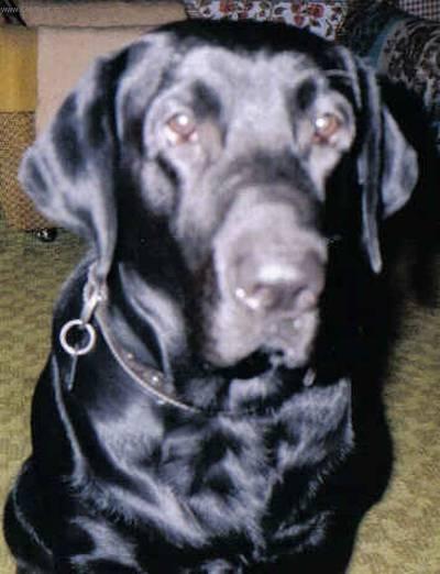 Foto: Retr�v�i-M�j mazel Max�k (Chovatelka: Lenka)