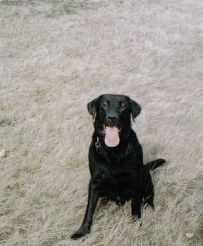 Foto: Retr�v�i-M�j mazel Max�k (Chovatelka: Lenka)