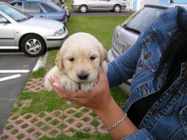 Foto: Retr�v�i-Sunny. Majitelka: Simona Z�kov�