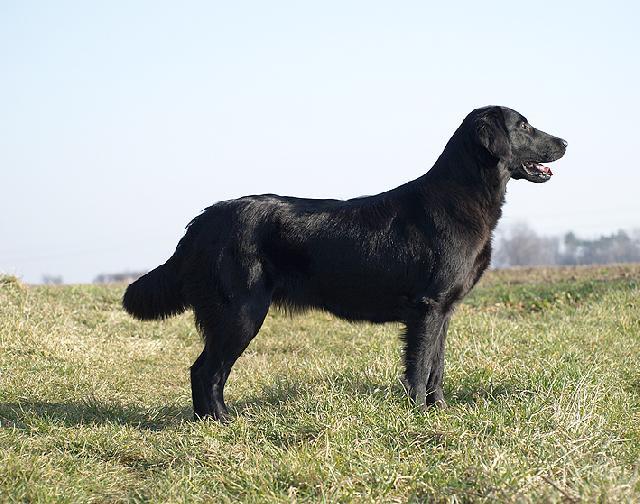 Fotky: Retr�v�i (foto, obrazky)