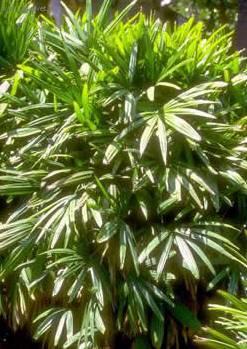 Foto: Rhapis, palmenka n�zk�