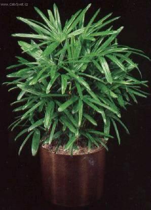 Foto: Rhapis, palmenka n�zk�