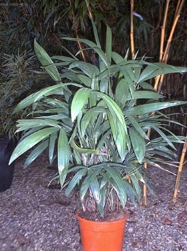 Foto: Rhapis, palmenka n�zk�