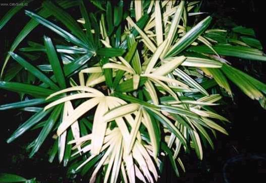 Foto: Rhapis, palmenka n�zk�