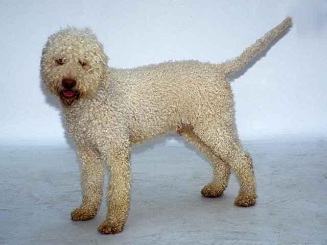 Fotky: Roma�olsk� vodn� pes (foto, obrazky)