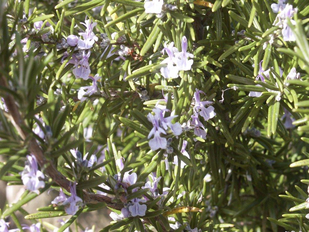 Fotky: Rozmar�na L�ka�sk� (foto, obrazky)