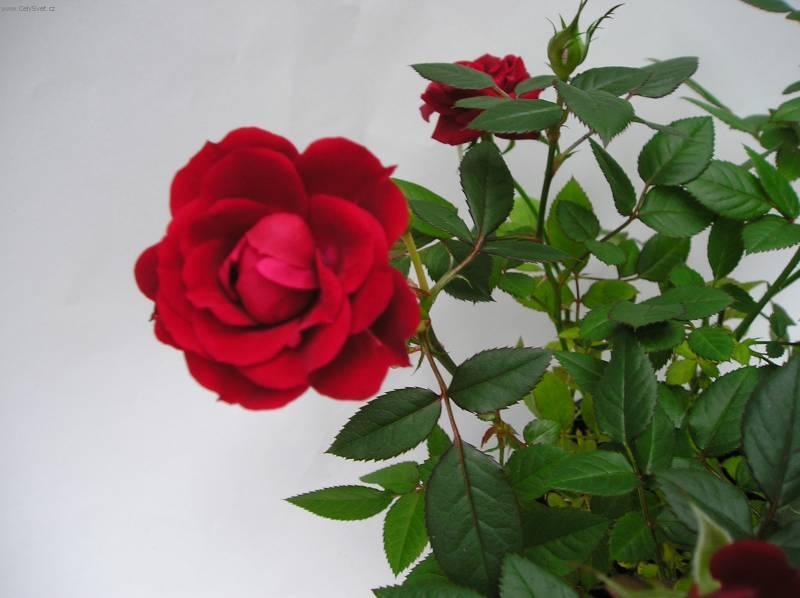 Foto: R��e-Z vlastn� sb�rky