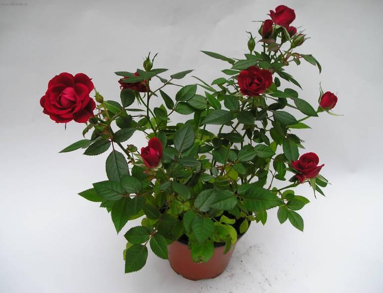 Foto: R��e-Z vlastn� sb�rky