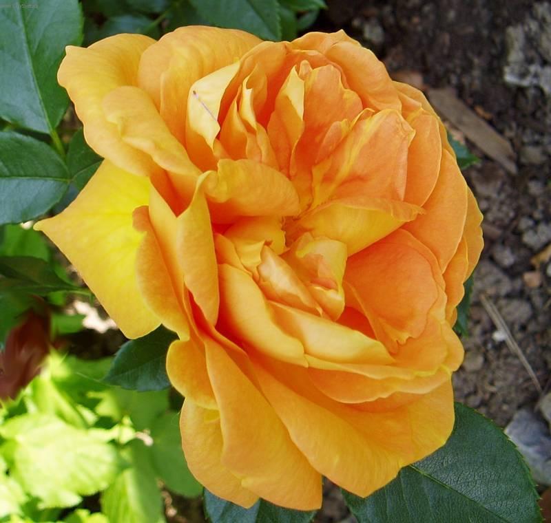 Foto: R��e-Pestitelka: Mayda