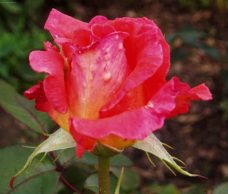 Foto: R��e-Pestitelka: Mayda