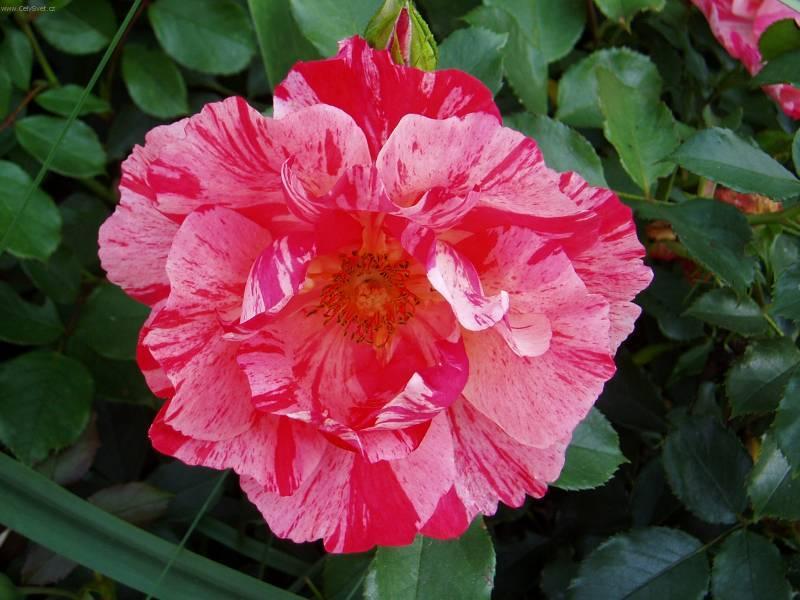 Foto: R��e-Pestitelka: Mayda