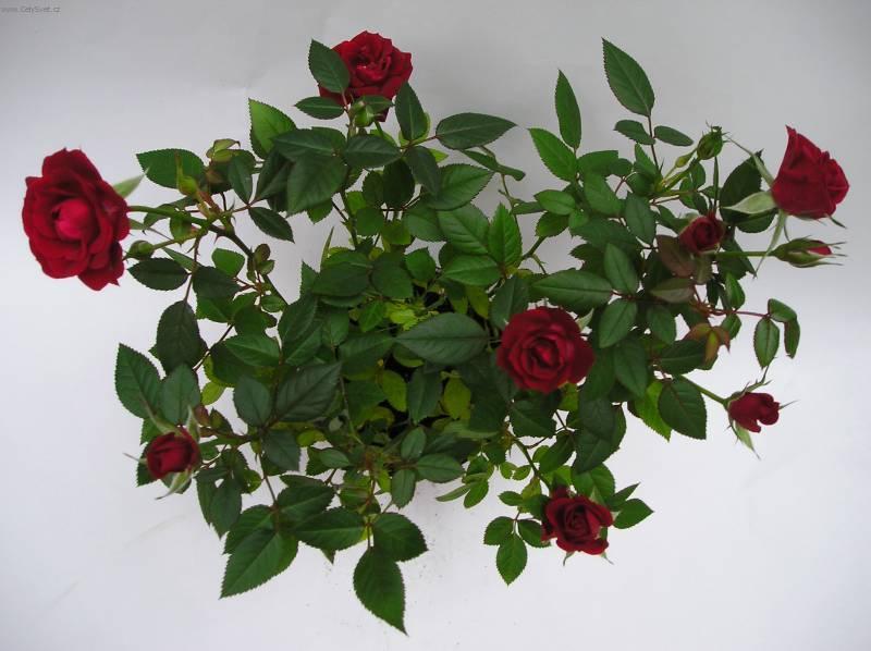 Foto: R��e-Z vlastn� sb�rky