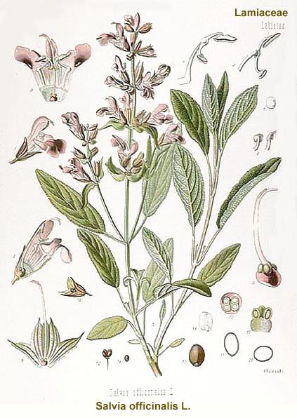 Foto: �alv�j L�ka�sk�