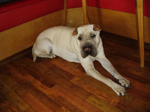 Fotky: �arpej (foto, obrazky)