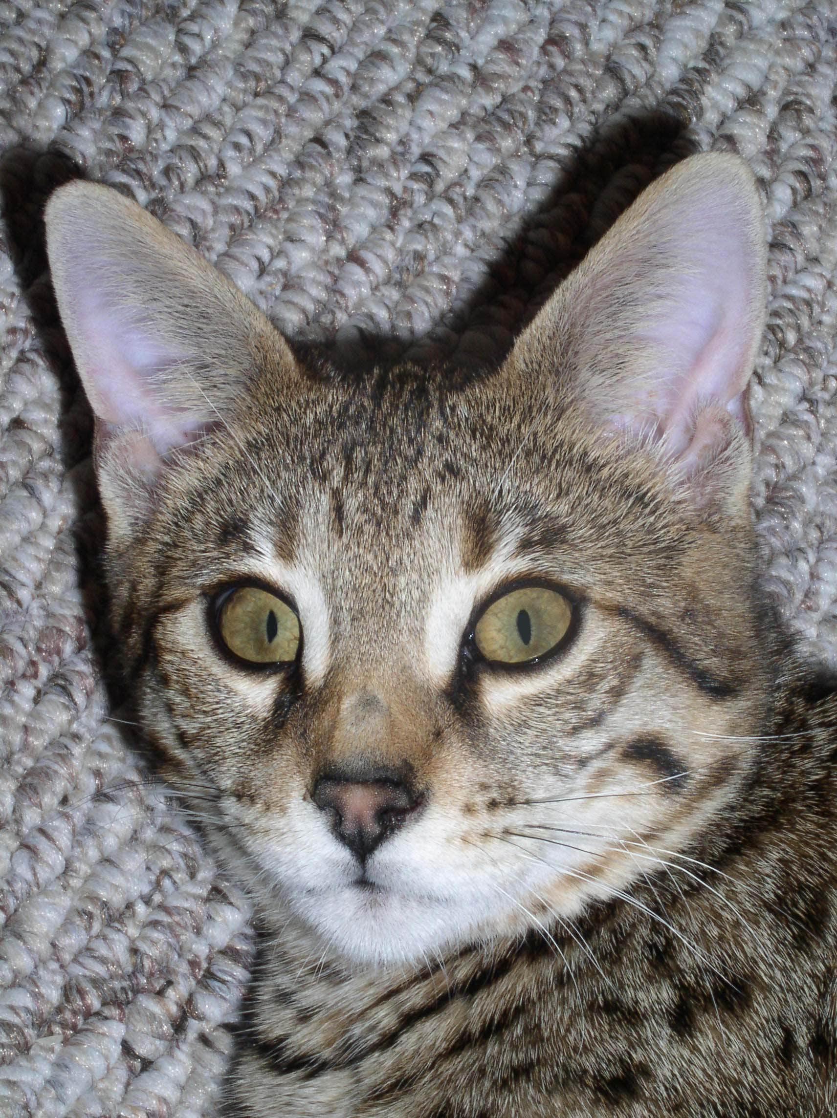 Foto: Savanov� ko�ka-Majitel: Rostislav �u��k