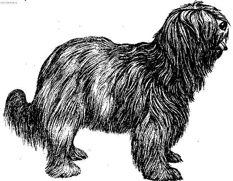 Foto: Holandsk� ov��ck� pudl-Kresba