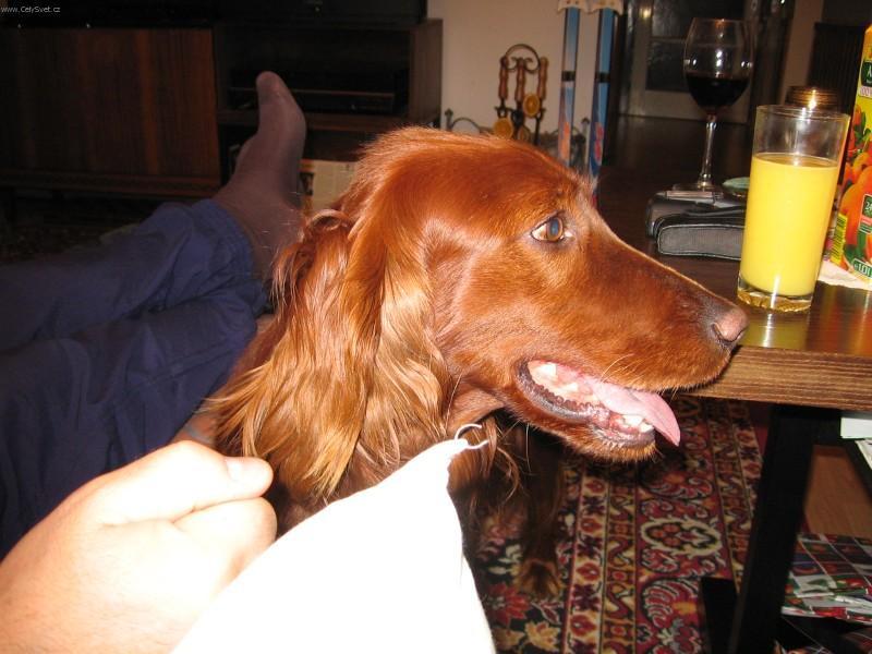 Foto: Set�i-Irsk� setr. Majitelka: Barbora Jiravov�