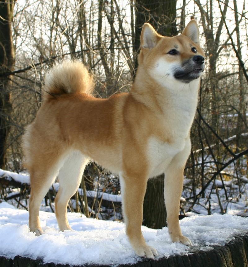 Foto: Shiba