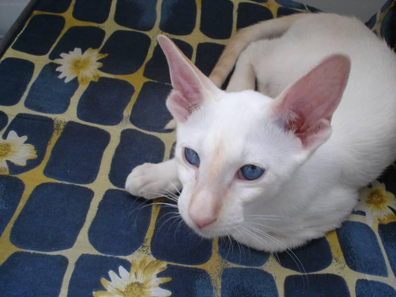 Foto: Siamsk� ko�ka-Majitelka: Heda